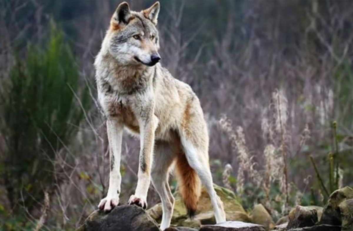 из открытых источников