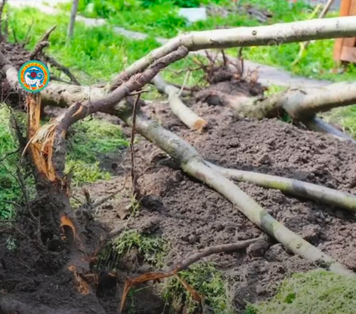 В Алматы упавшие из-за непогоды деревья повредили дом и автомобиль