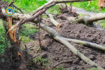 Фотография к новости: В Алматы упавшие из-за непогоды деревья повредили дом и автомобиль