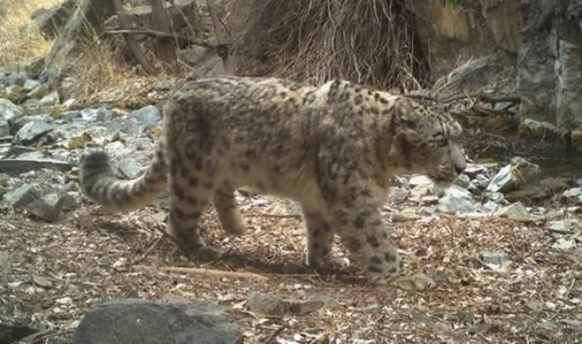 instagram.com/@altynemel_np