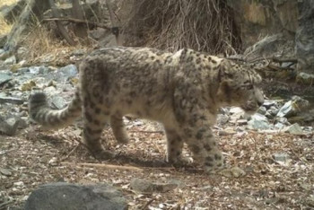 Фотография к новости: Снежные барсы попали в фотоловушку в нацпарке Алтын-Эмель