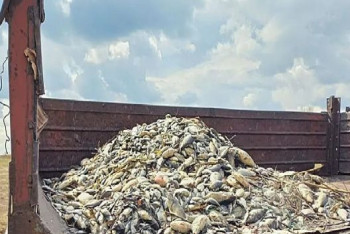 Фотография к новости: Причину гибели рыбы на водоёмах в СКО выяснили специалисты