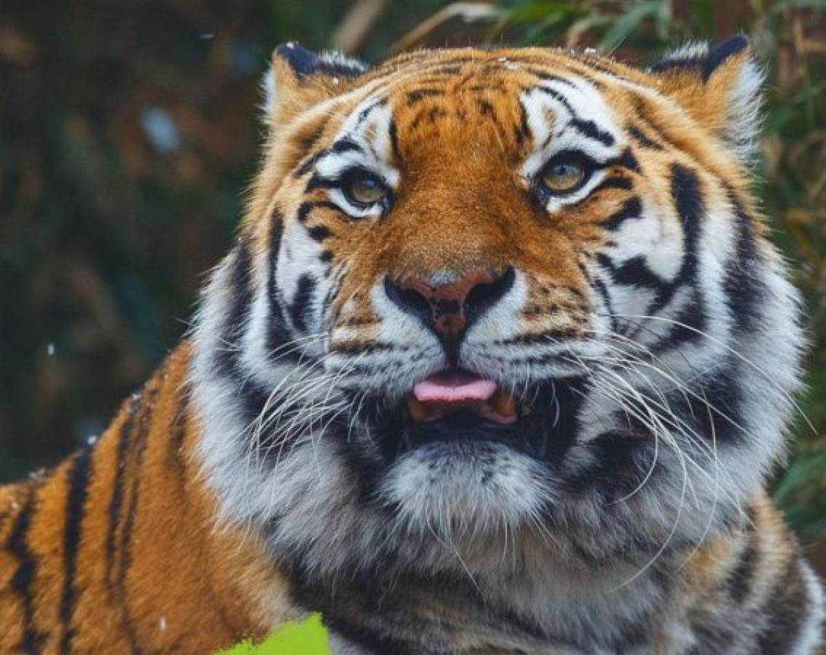 иллюстративное