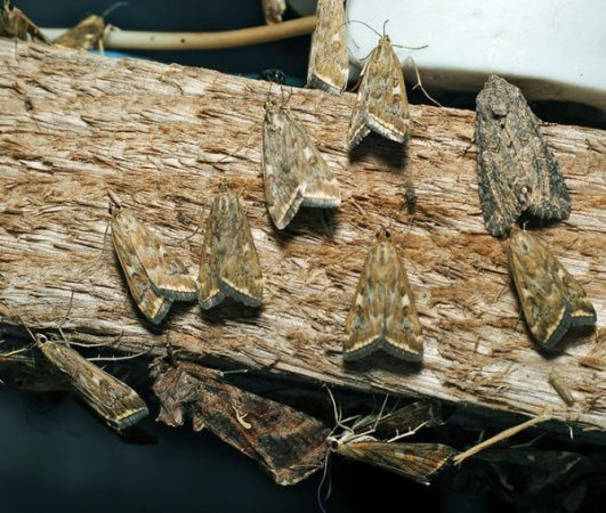 иллюстративное