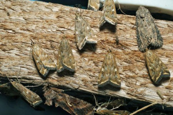 Фотография к новости: Атырау атаковали луговые мотыльки