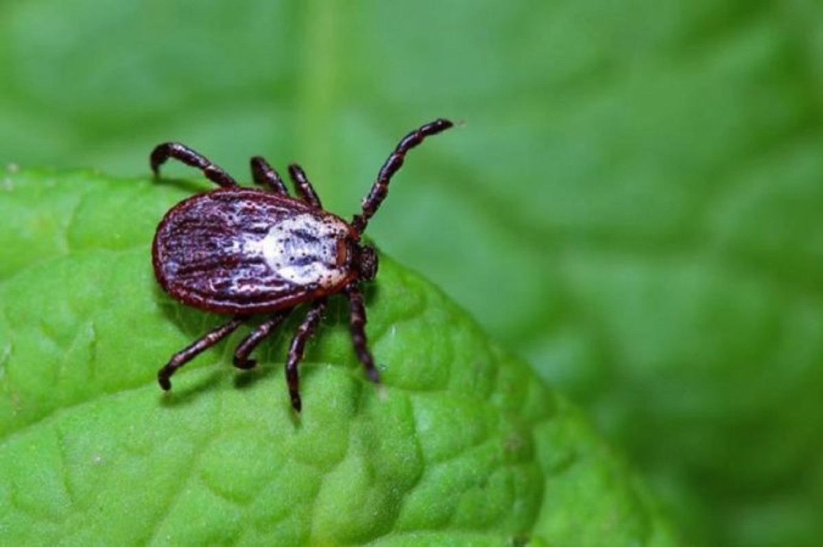 76 астанчан обратились в больницу из-за укусов клещей