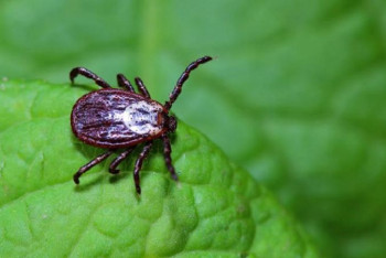 Фотография к новости: 76 астанчан обратились в больницу из-за укусов клещей