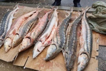 Фотография к новости: Десять осетров обнаружили в машине жителя Актау