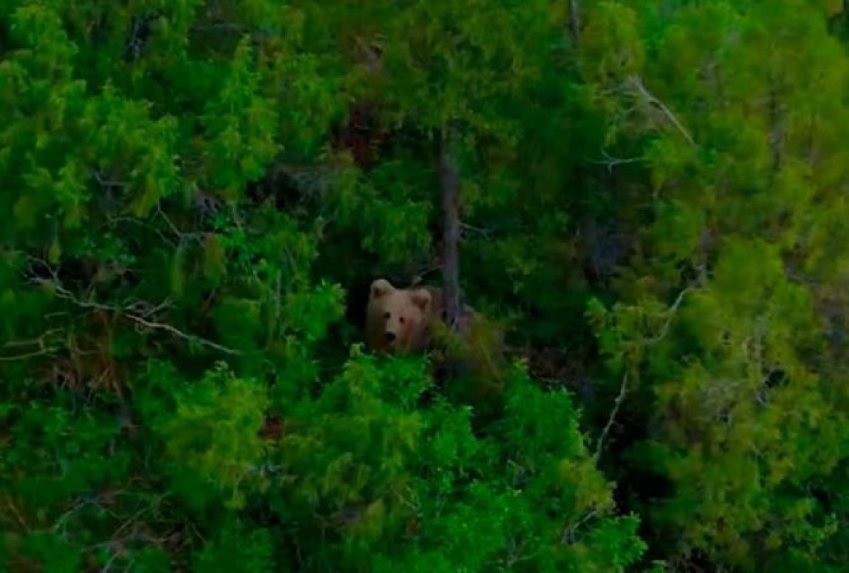 Краснокнижного медведя сняли на видео в Туркестанской области