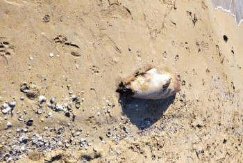 Фотография к новости: 165 мёртвых тюленей нашли на Каспии в апреле-мае — Минэкологии