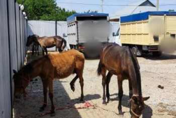 Фотография к новости: Банду серийных скотокрадов задержали в Туркестанской области