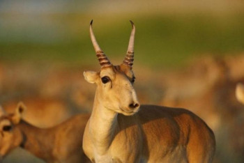 Фотография к новости: Охоту на сайгаков хотят разрешить в Казахстане