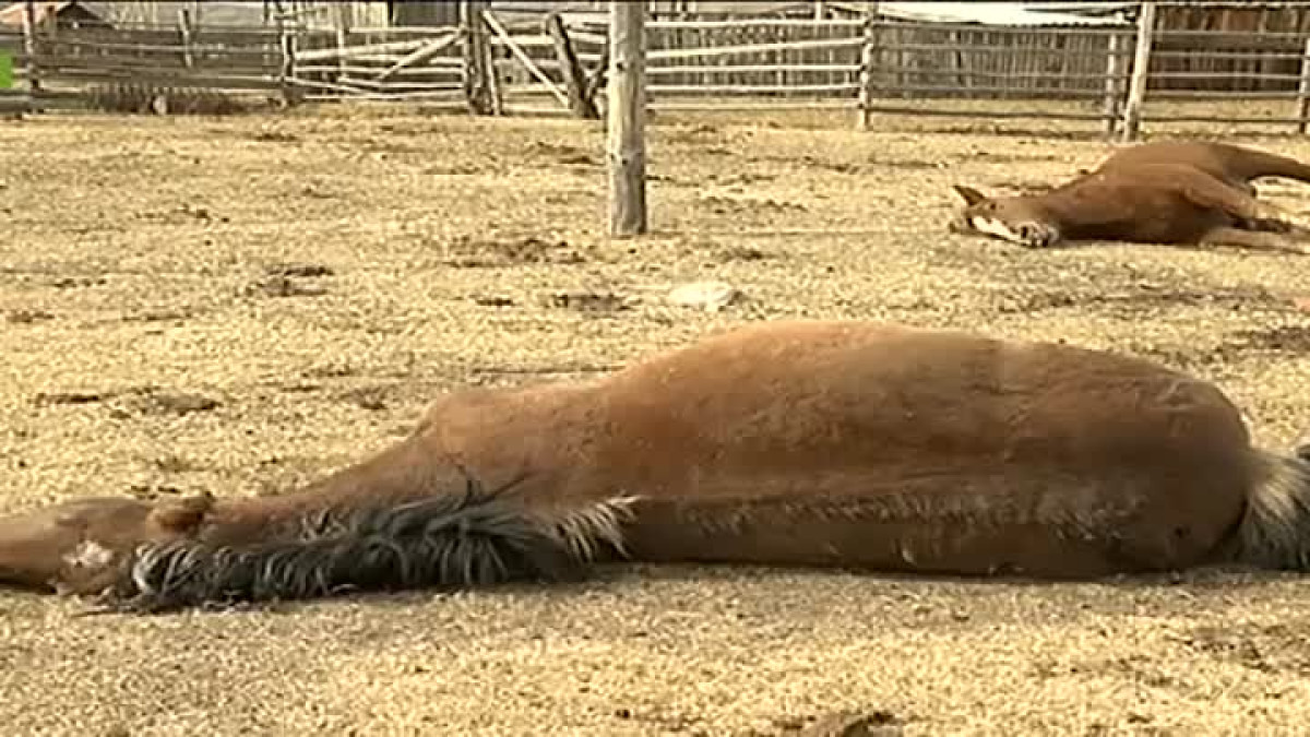 из открытых источников