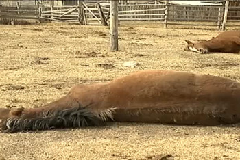Фотография к новости: Названа причина массовой гибели лошадей в Атырауской области