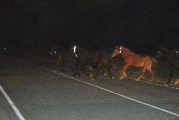 Фотография к новости: ДТП из-за бродячего скота: полицейский в ЗКО обвинил акимат в бездействии