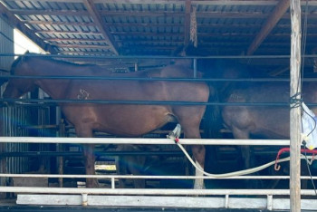 Фотография к новости: Магия чистого саумал: кобылья ферма стала местом притяжения в Кокшетау