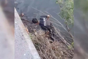 Фотография к новости: В Усть-Каменогорске спасение кота из реки полицией попало на видео