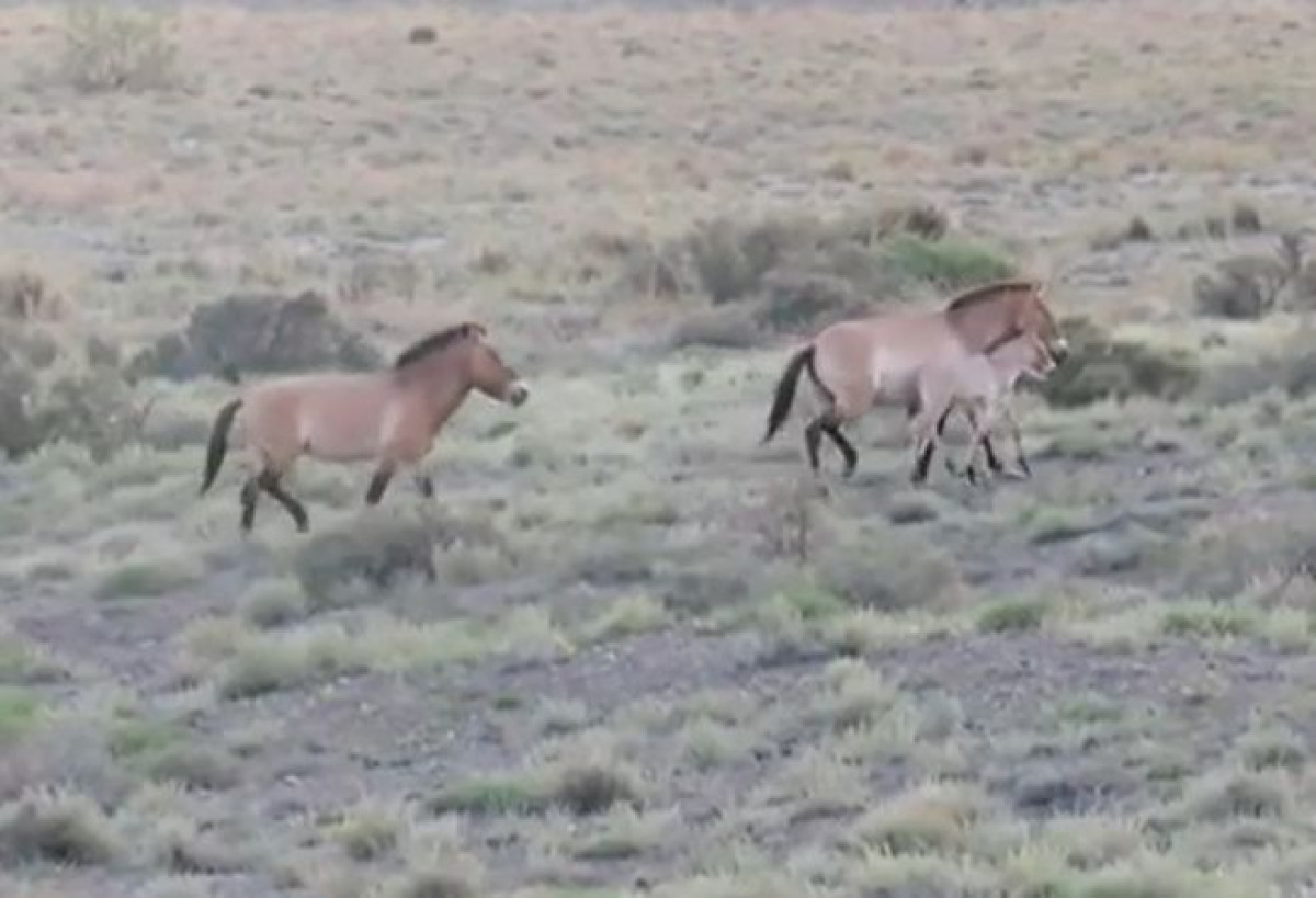 кадр из видео