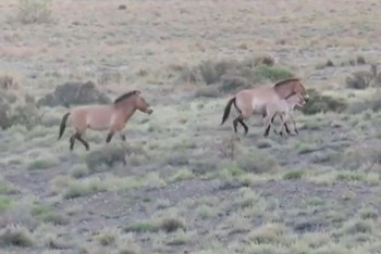 Фотография к новости: Новорождённого малыша лошади Пржевальского показали в нацпарке "Алтын-Эмель"