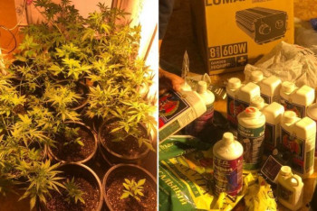 Полиция обнаружила лаборатории по культивированию марихуаны в Актау