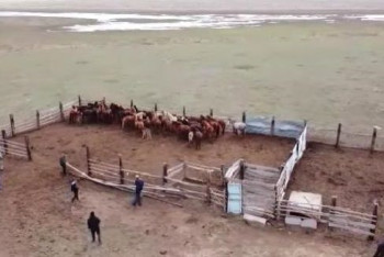 Фотография к новости: Похитили 167 голов скота: членов ОПГ задержали полицейские