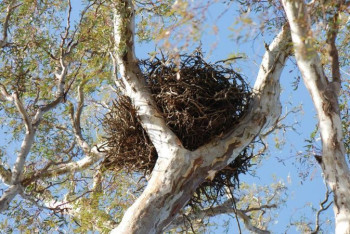 Фотография к новости: Деревья спилили вместе с гнёздами и птенцами в Караганде: оштрафован владелец пиццерии