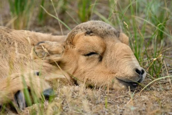 Фотография к новости: Особо охраняемые территории для сайгаков создадут в ЗКО