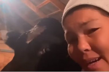 Фотография к новости: Видео с коровой, поющей о подорожании муки и сахара, обсуждают в Сети