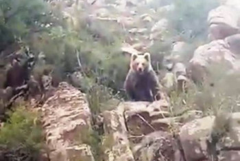 Фотография к новости: Тянь-шанский бурый медведь попал в фотоловушку в нацпарке "Алтын-Эмель"