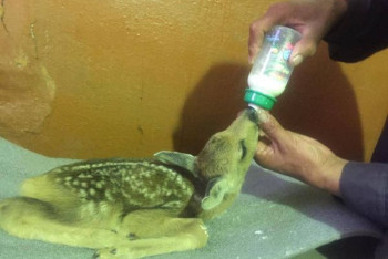 Фотография к новости: Двух детёнышей косули выкармливают павлодарские лесничие