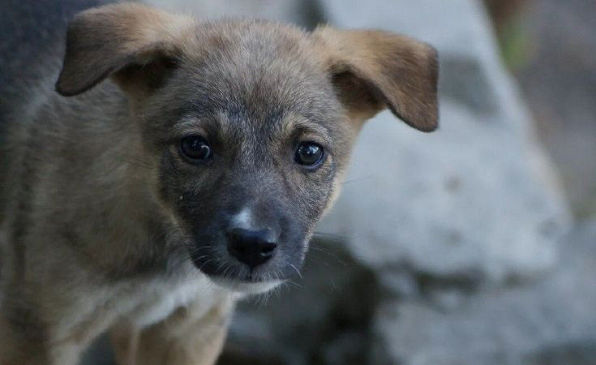 иллюстративное