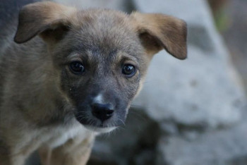 Фотография к новости: Спасение щенка попало на видео в ВКО