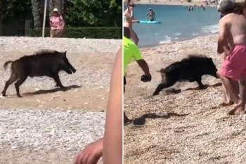 Фотография к новости: Дикий кабан набросился на отдыхающих на пляже в Испании