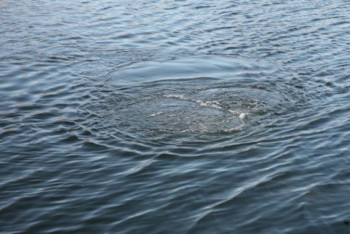 Фотография к новости: Трое детей утонули в Актюбинской области: мальчикам было по 4-5 лет