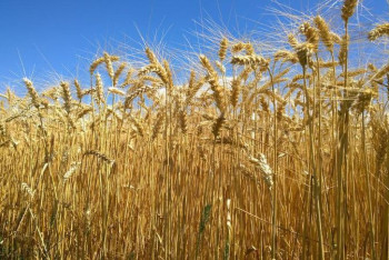 Фотография к новости: Цены на зерно нового урожая будут выше, чем в прошлом году - глава МСХ