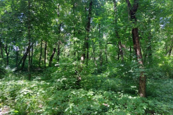 Фотография к новости: Более 3000 деревьев необходимо вырубить в алматинской роще Баума