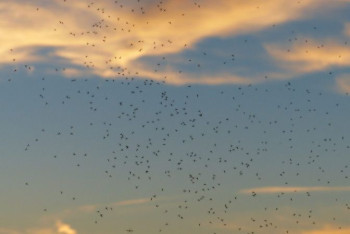 Фотография к новости: Жителей Актау атаковали мошки