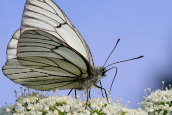 Фотография к новости: Бабочки-вредители атаковали нацпарк "Алтын-Эмель"