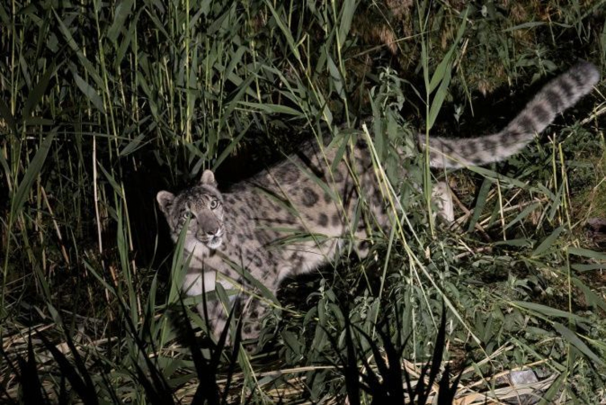 facebook.com/armanka1977