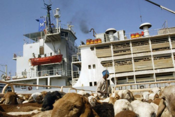 Фотография к новости: В порту Судана утонули 16 тысяч овец