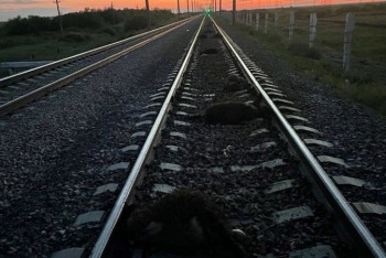 Фотография к новости: Поезд сбил стадо в Акмолинской области