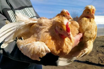 Фотография к новости: Село под Костанаем осталось без кур из-за неизвестной болезни