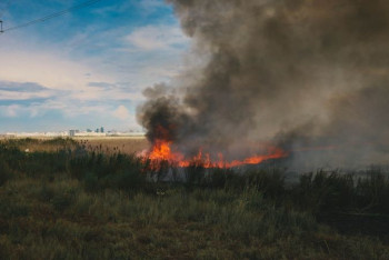 Фотография к новости: Близ Талдыколя вспыхнул пожар сухостоя