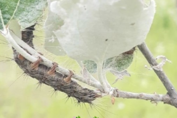 В Павлодарской области появился уничтожающий деревья и луга шелкопряд