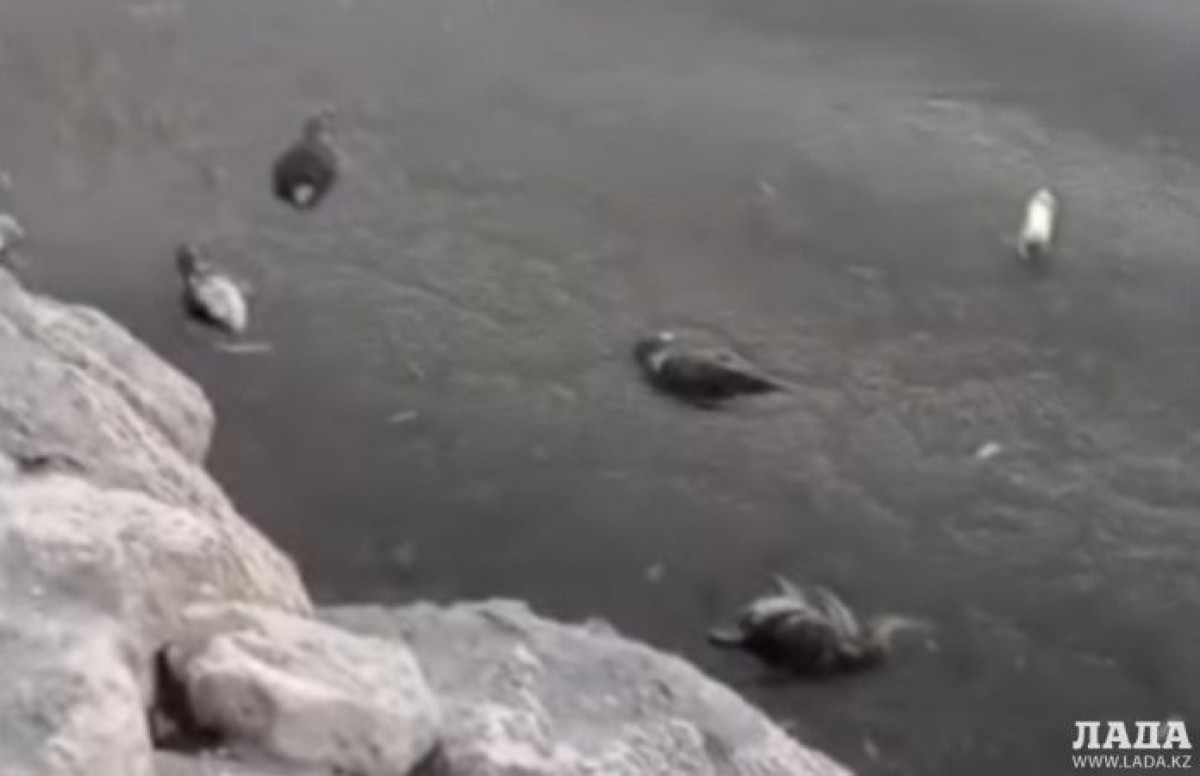 Более 150 мёртвых бакланов обнаружили в Мангистауской области