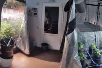 Фотография к новости: Мужчины выращивали коноплю в центре Нур-Султана