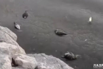 Фотография к новости: Неожиданную причину гибели бакланов на Каспии назвали экологи