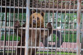 Фотография к новости: Дом для спасённых животных. Где в Боровом живут раненые звери