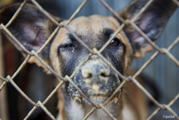 Одна надежда на неравнодушных – основательница столичного приюта для спасённых животных