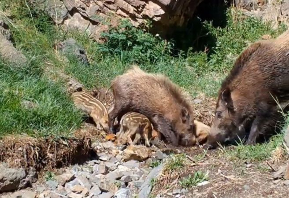 instagram/@altynemel_np